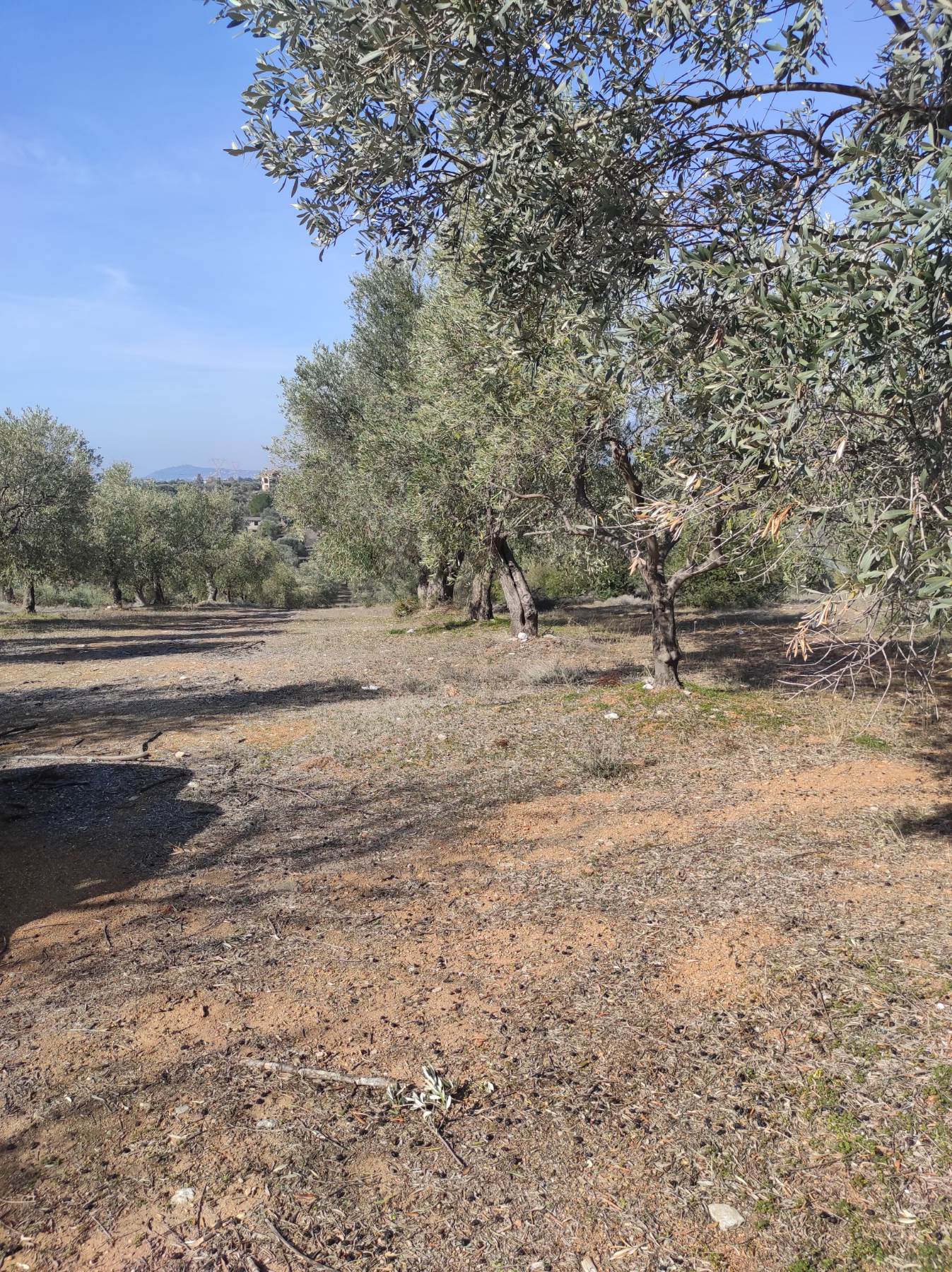 Buildable Land for Sale in Amarynthos