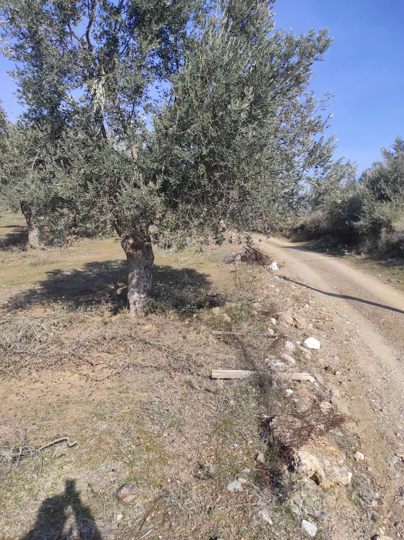 Development Land in Gymno